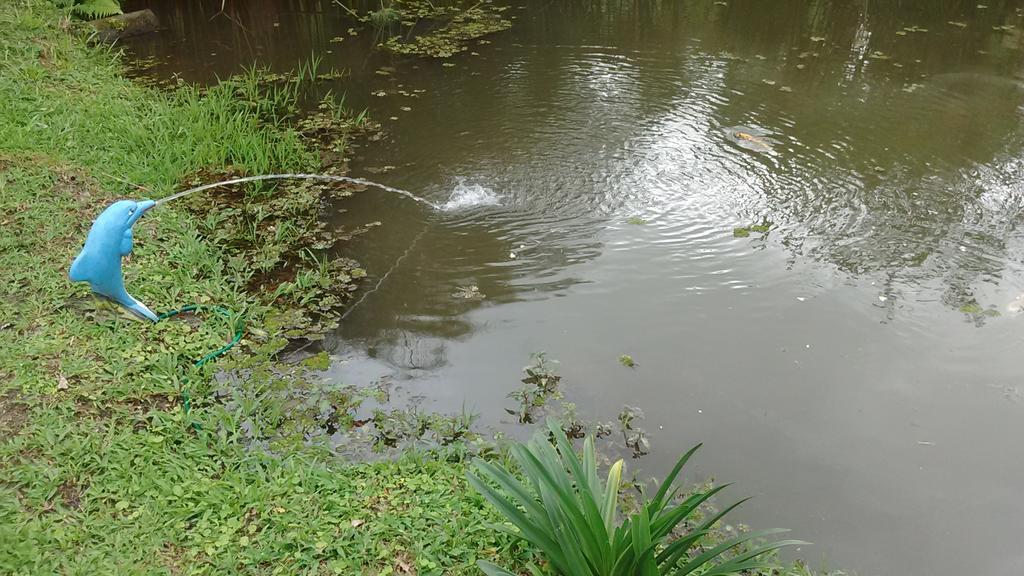 Sitio E Pousada Recanto Dos Ipes Teresópolis Екстериор снимка